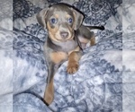Small Photo #1 Chiweenie Puppy For Sale in BURLINGTON, NC, USA