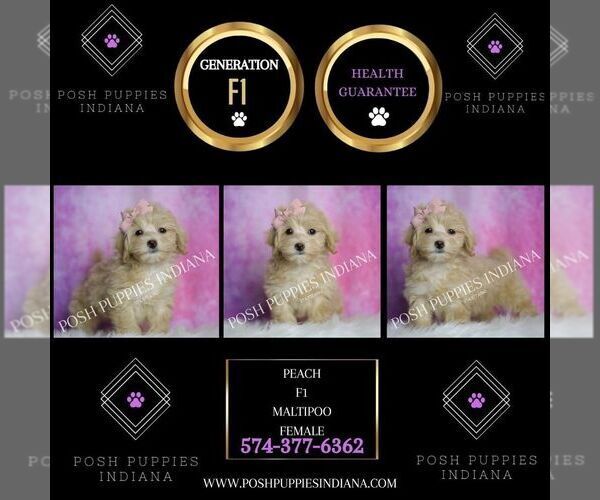 Medium Photo #38 Maltipoo (Miniature) Puppy For Sale in WARSAW, IN, USA