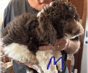 Labradoodle Puppy for sale in SCOTTSDALE, AZ, USA