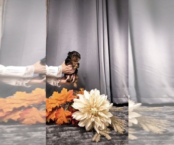 Medium Photo #8 Yorkipoo Puppy For Sale in FENTON, MI, USA