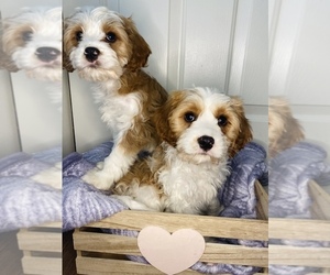 Cavapoo Puppy for sale in SPRINGFIELD, OR, USA