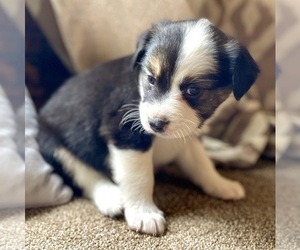 Australian Shepherd Puppy for sale in DRUMMONDS, TN, USA