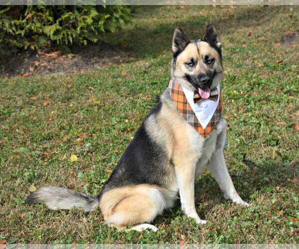 Medium Photo #6 German Shepherd Dog-Siberian Husky Mix Puppy For Sale in Spring Lake, NJ, USA