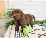 Small #3 Labrador Retriever