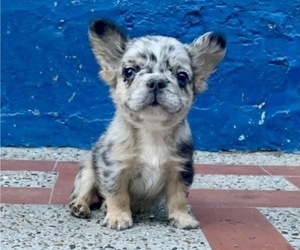 French Bulldog Puppy for sale in COLORADO SPRINGS, CO, USA