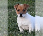 Small Photo #23 Jack Russell Terrier Puppy For Sale in APPLE GROVE, WV, USA