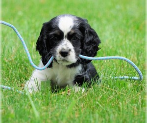 Cocker Spaniel Puppy for sale in FREDERICKSBG, OH, USA