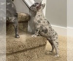 Small Photo #20 French Bulldog Puppy For Sale in GIG HARBOR, WA, USA