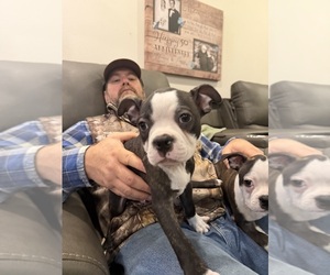 Boston Terrier Puppy for sale in FREDONIA, KS, USA