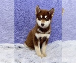 Small #2 Siberian Husky