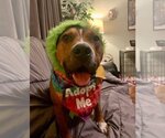 Small #24 American Pit Bull Terrier Mix