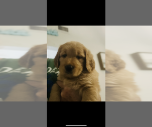 Goldendoodle Puppy for Sale in LYNN HAVEN, Florida USA