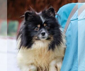 Mother of the Pomeranian puppies born on 08/14/2026