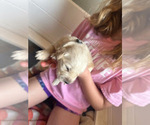 Small Photo #6 Golden Retriever Puppy For Sale in CHARLES TOWN, WV, USA