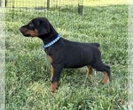 Small #14 Doberman Pinscher