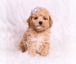 Puppy 5 Poodle (Toy)