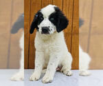 Small #3 Border Collie Mix