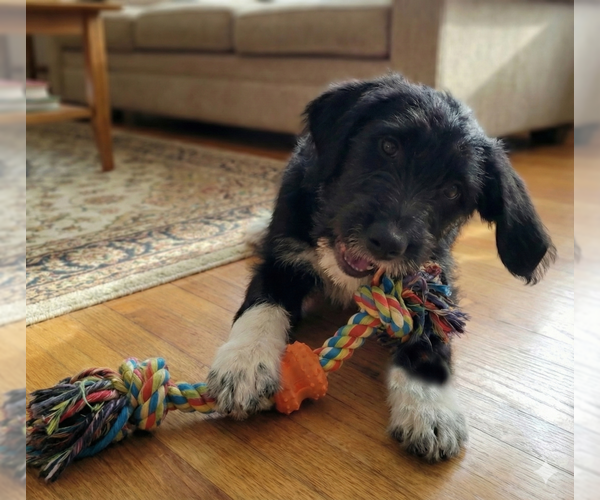 Medium Photo #3 Beagle-Poodle (Standard) Mix Puppy For Sale in Grovertown, IN, USA