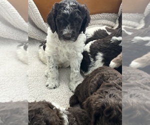 Poodle (Standard) Puppy for Sale in BEND, Oregon USA