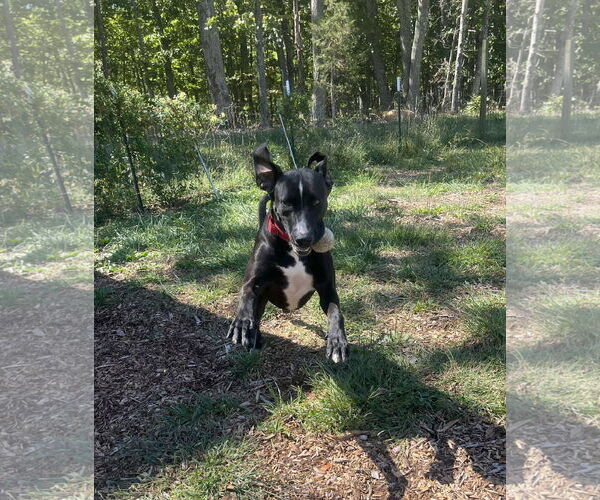 Medium Photo #8 Mutt Puppy For Sale in Rustburg, VA, USA