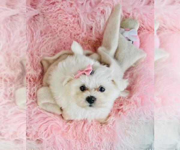 Medium Photo #13 Maltese Puppy For Sale in FORT LAUDERDALE, FL, USA