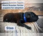 Puppy 5 Black Russian Terrier
