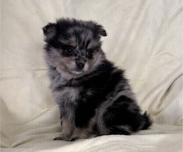 Medium Photo #4 Pomeranian Puppy For Sale in OWEN, WI, USA