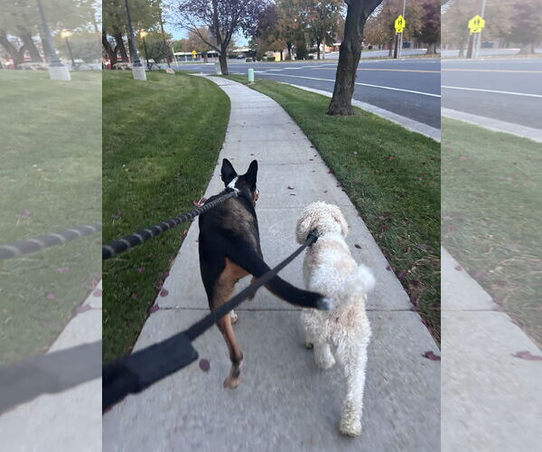 Medium Photo #11 Mutt Puppy For Sale in Sandy, UT, USA