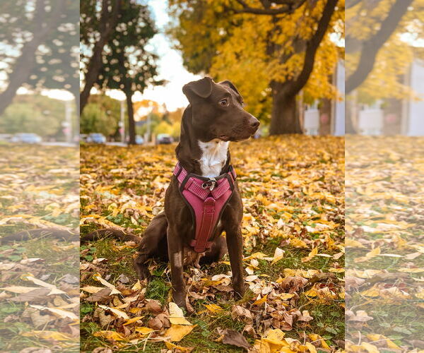 Medium Photo #2 Borador Puppy For Sale in St. Louis Park, MN, USA