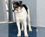 Small Photo #5 Jack Russell Terrier-Unknown Mix Puppy For Sale in Valrico, FL, USA