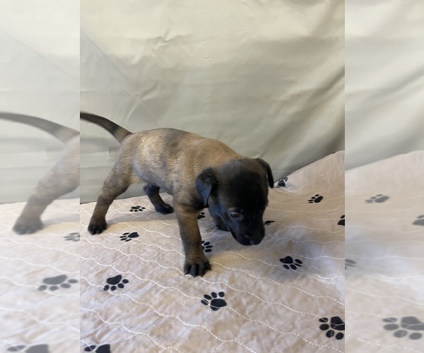 Medium Photo #1 Belgian Malinois Puppy For Sale in LABADIE, MO, USA