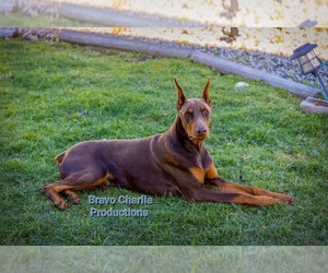 Father of the Doberman Pinscher puppies born on 04/30/2022