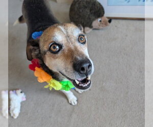 Beagle-Unknown Mix Dogs for adoption in Fort Collins, CO, USA