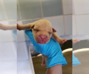 American Staffordshire Terrier Dogs for adoption in San Antonio, TX, USA