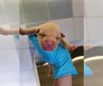 Small American Staffordshire Terrier