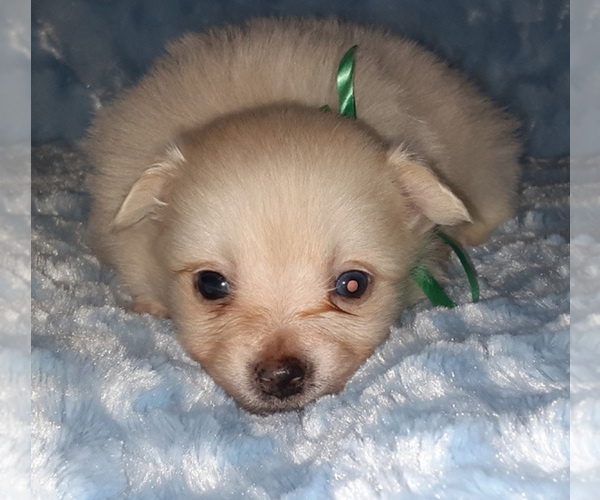 Medium Photo #4 Pomeranian Puppy For Sale in LAGRANGE, IN, USA