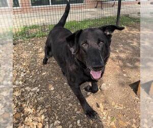 Labrador Retriever-Unknown Mix Dogs for adoption in San Antonio, TX, USA