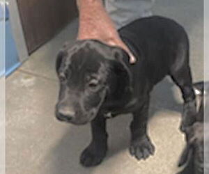 Mutt Dogs for adoption in Houston, TX, USA