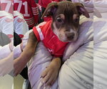 Small Photo #3 Mutt Puppy For Sale in Clarkston, MI, USA