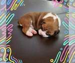Small Photo #6 Boxer Puppy For Sale in DERBY, CT, USA