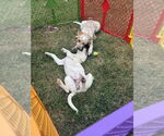 Small #5 Basset Hound-Red Heeler Mix