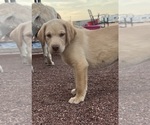 Small #7 Golden Labrador