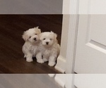 Small Photo #1 Maltese Puppy For Sale in ROSWELL, GA, USA