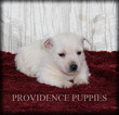 Small #15 West Highland White Terrier