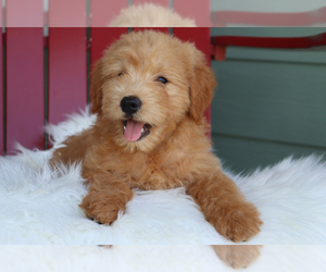 Goldendoodle (Miniature) Puppy for sale in ITASCA, TX, USA