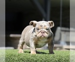 Small English Bulldog