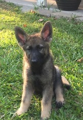 German Shepherd Dog Puppy for sale in CROSBY, TX, USA