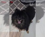Small #2 Pomeranian