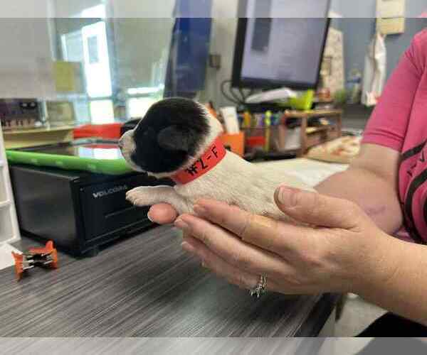 Medium Photo #2 Mutt Puppy For Sale in Evansville, IN, USA
