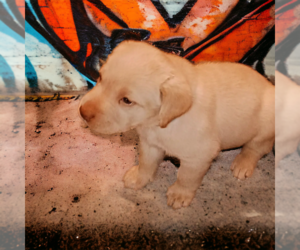 Labrador Retriever Puppy for sale in LAS CRUCES, NM, USA